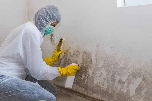 Best Basement Mold Removal  in Southern View, IL